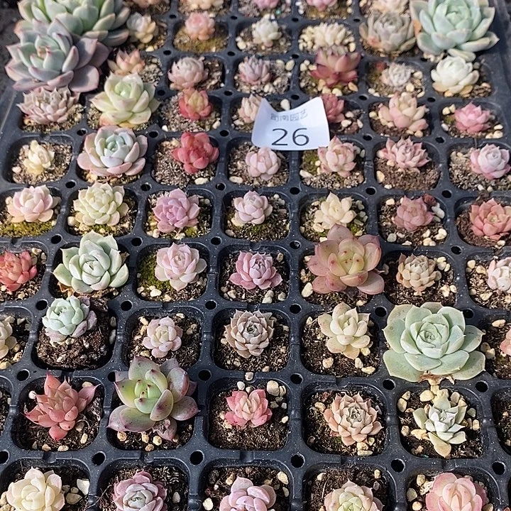 26 多肉植物盆栽花卉