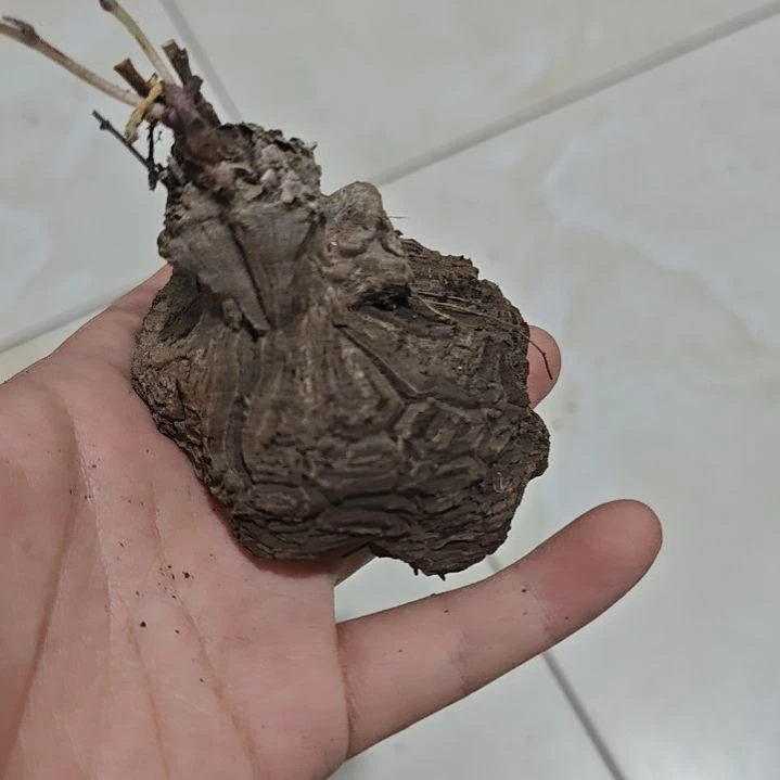 一物一拍，扁平龟！！