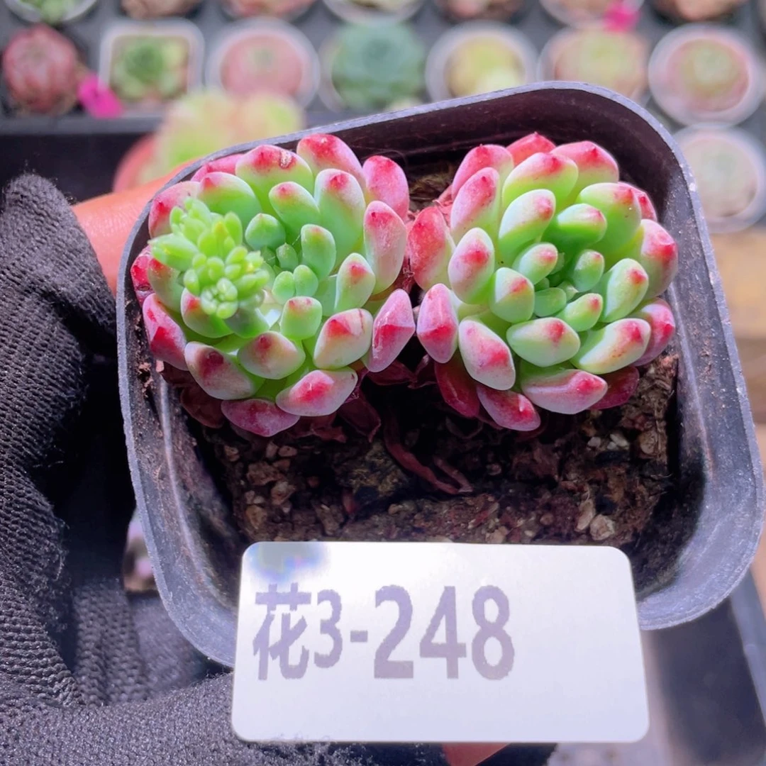 花利美3-248蓝苹果