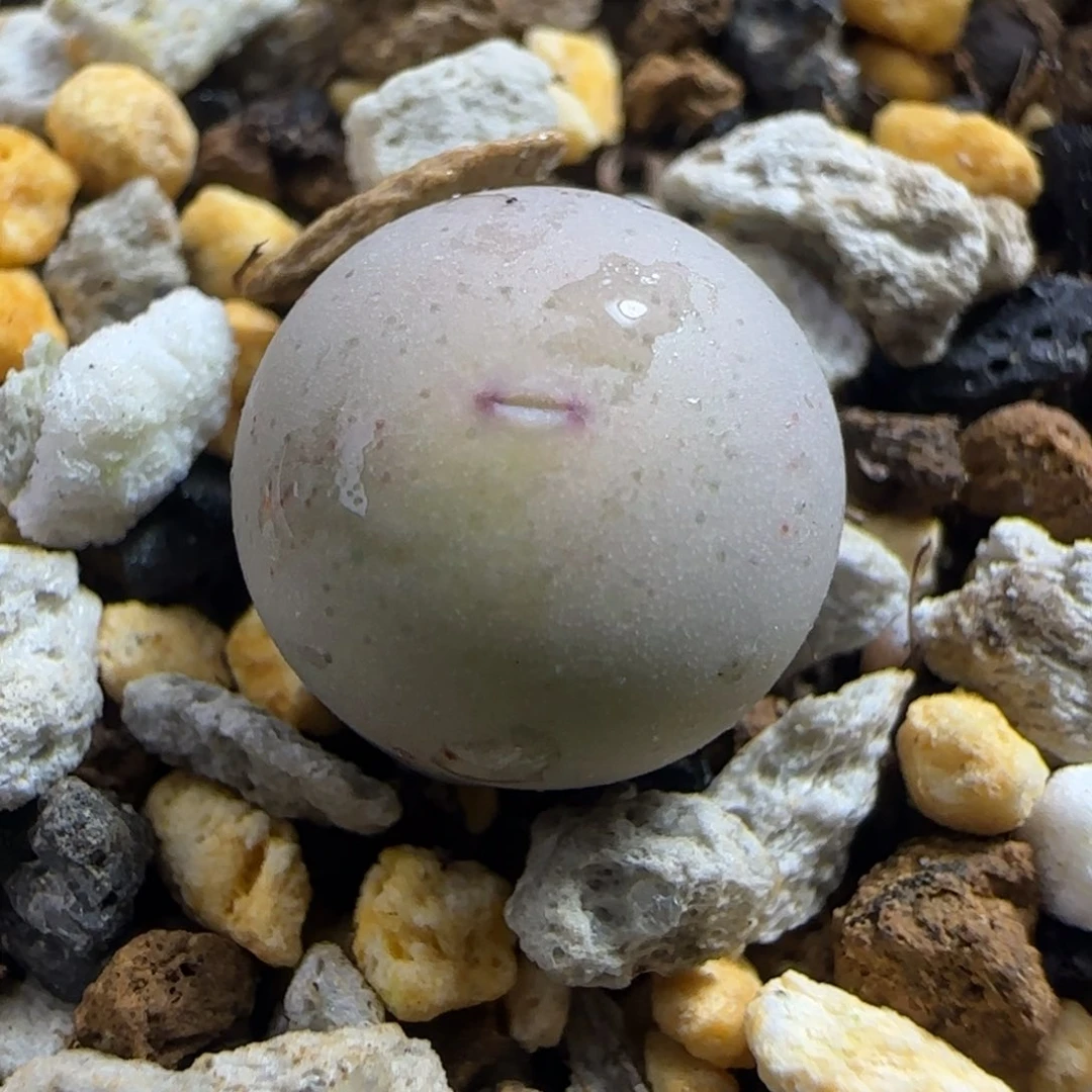 沈**泽434v嘴多肉植物一颗