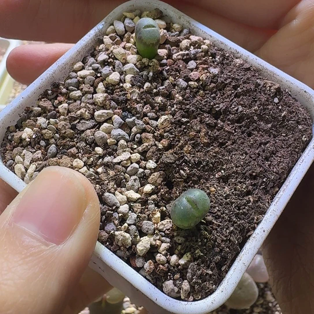 46号两颗c10苗子一物一拍