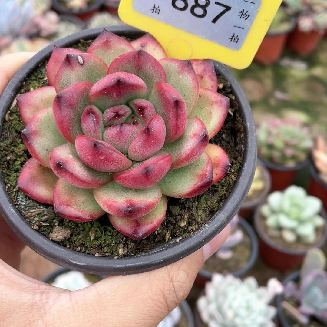 【闪购商品】影*887号
