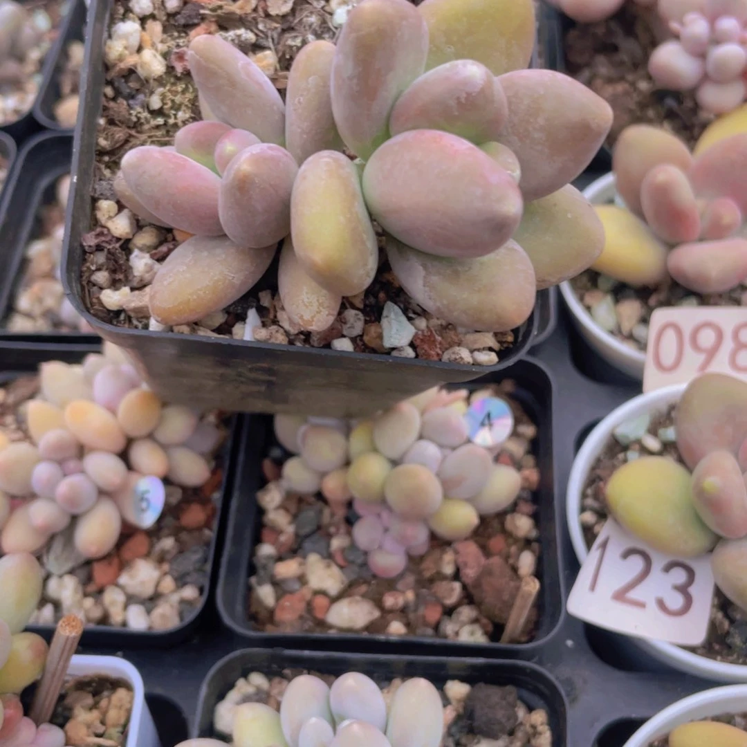 用****8多肉植物多肉植物