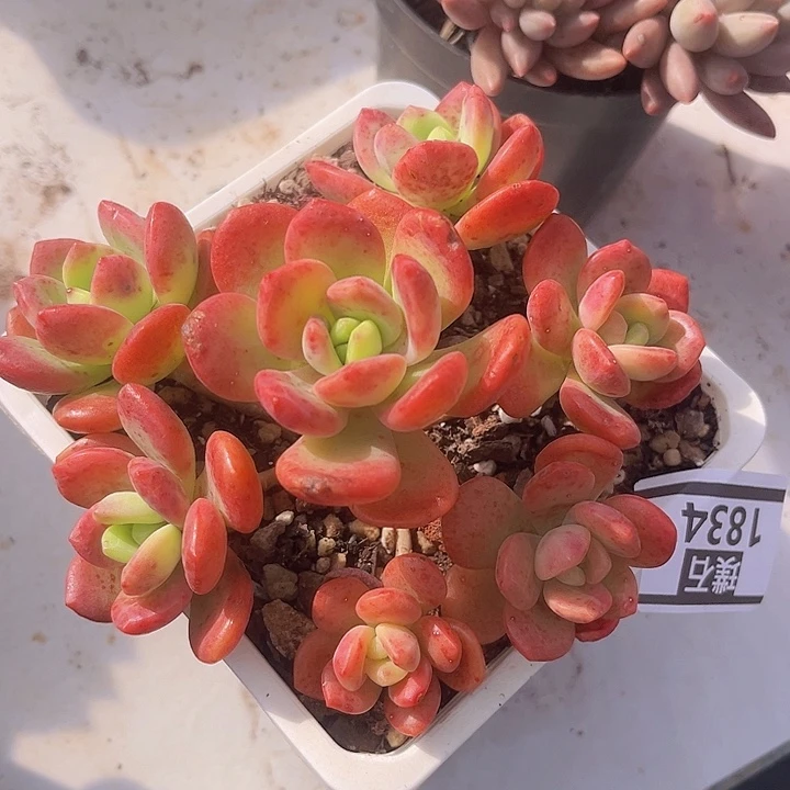 拉萨1834多肉植物