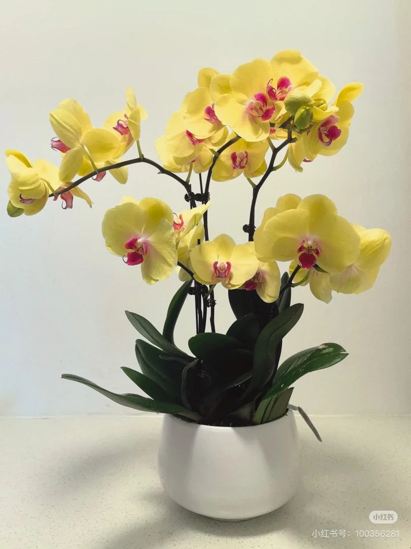 高品质香味《黄金美人》2.8寸杯.苗子不带花/不带剑 两颗包邮