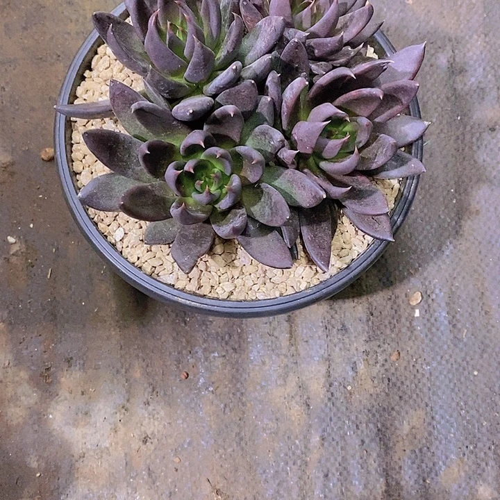 ****猫黑奇土多肉植物老桩大群