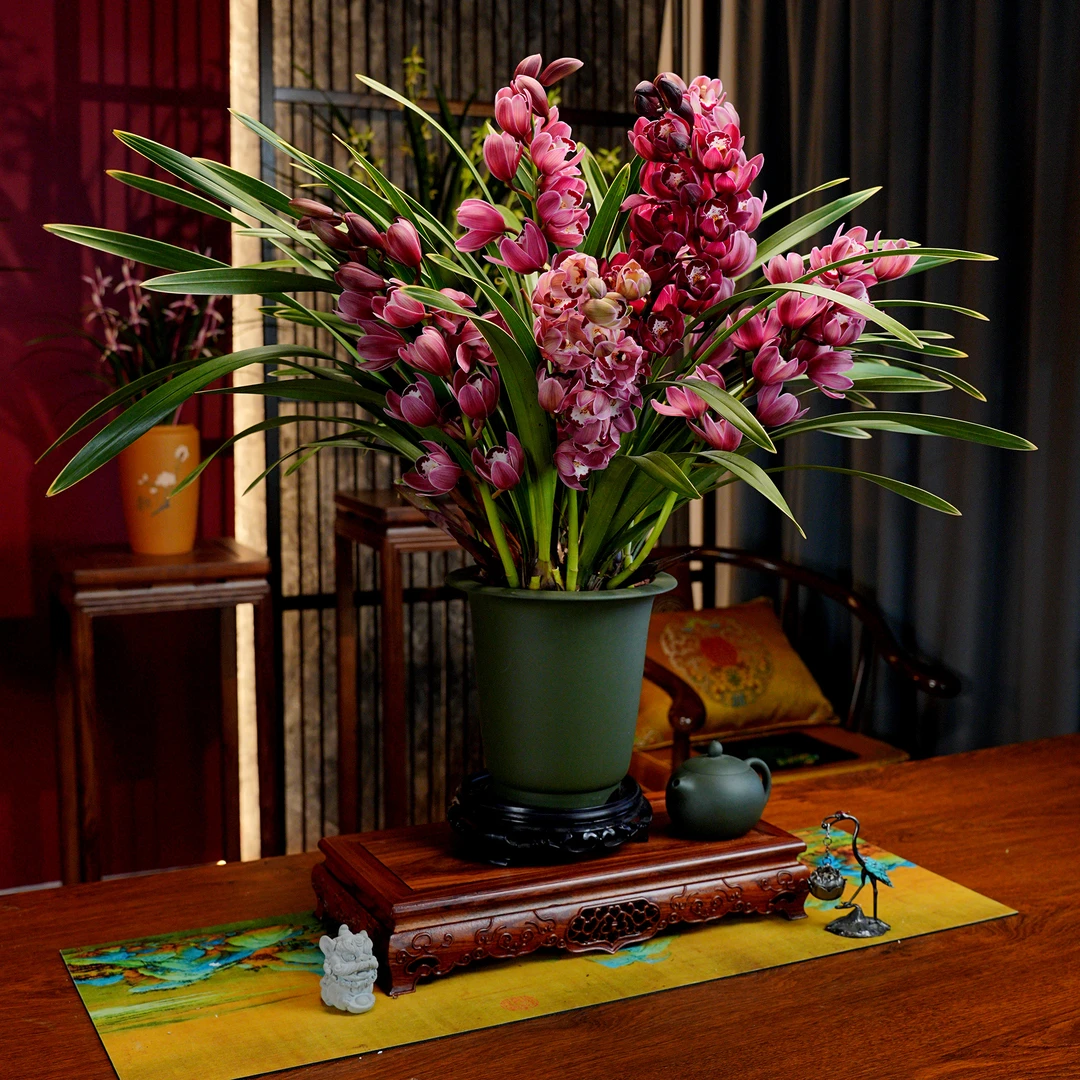 蕙兰铭品【东方明珠】】浓香型兰花  宜兴高端民国绿手工紫砂盆