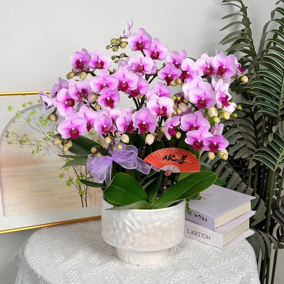妗画【宝贝】室内蝴蝶兰花盆栽开花株 四季好养护绿植叶片