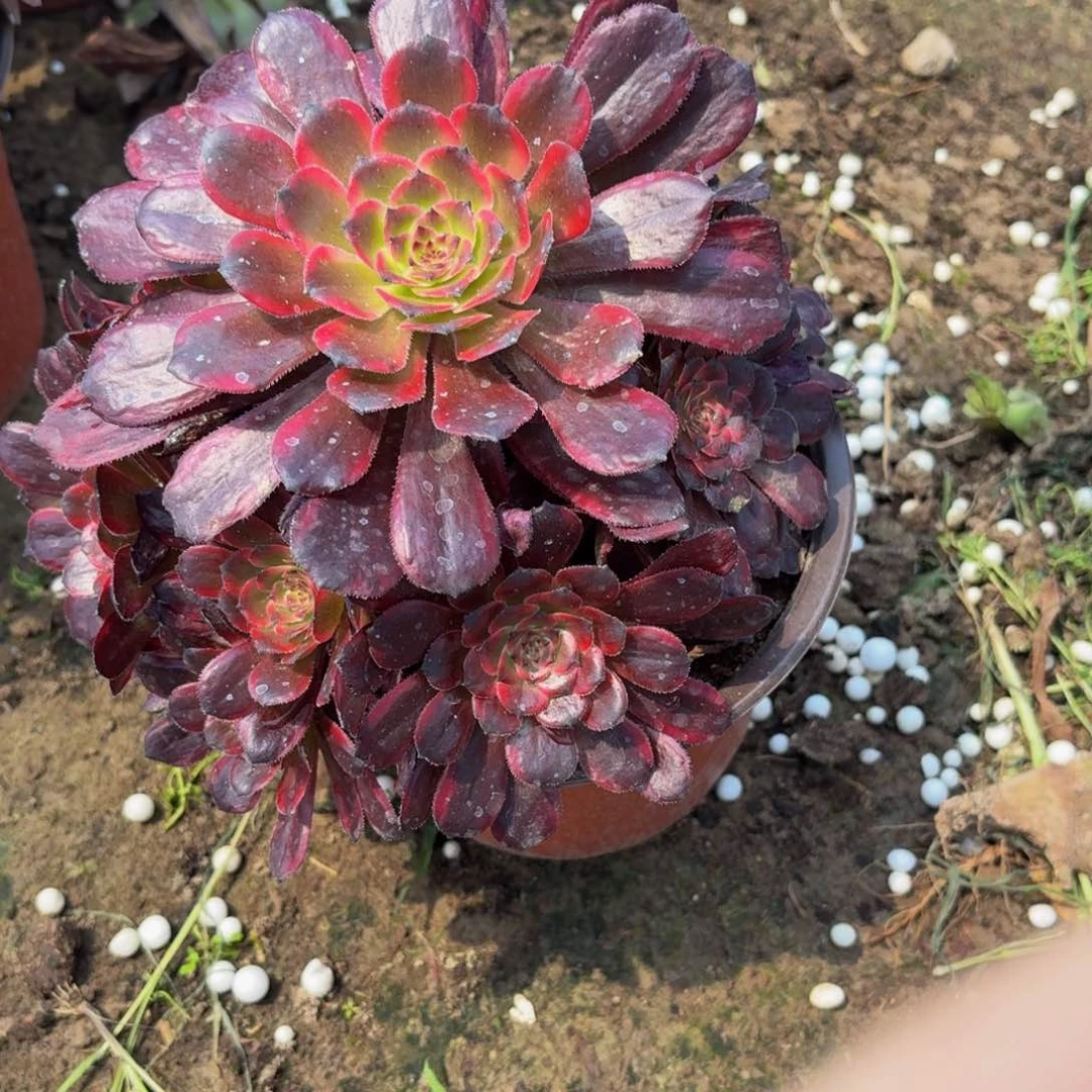 无花朵358多肉植物捧花的