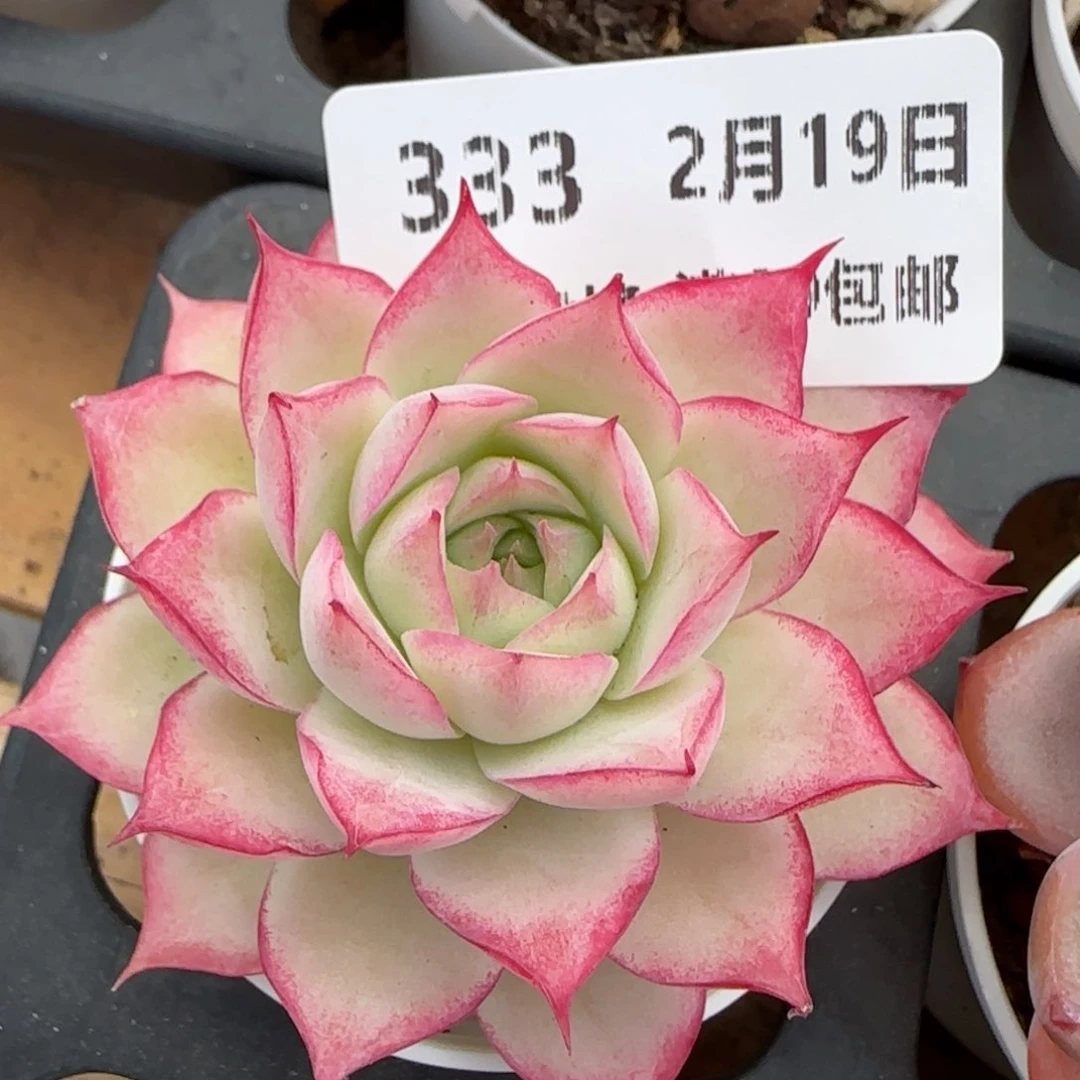 花语逸境0219-333