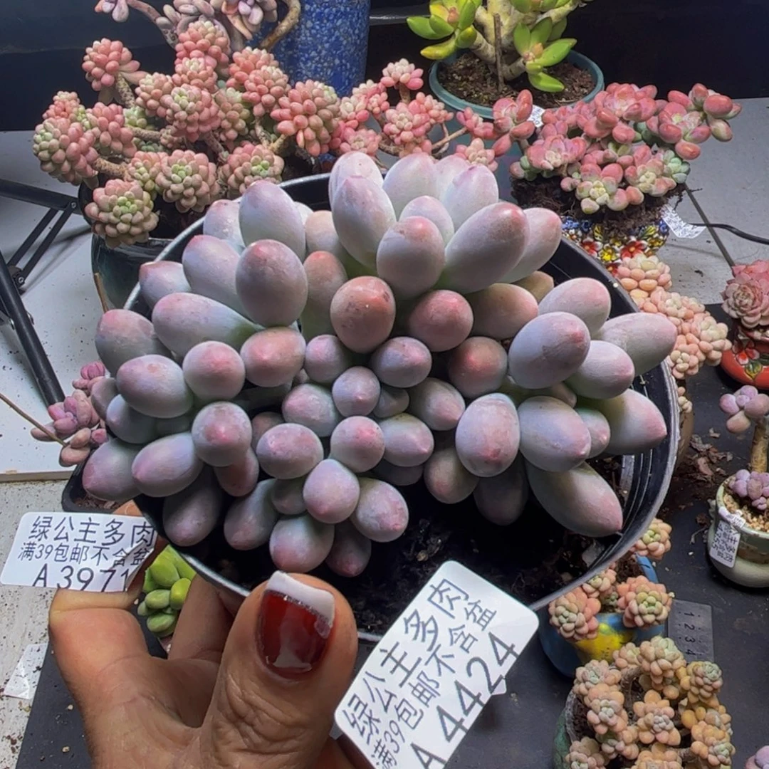 汤圆奶酪4424/8cm多肉