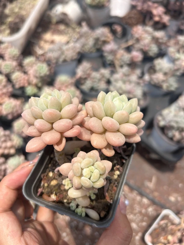 多肉 精品鱼子酱 双头带崽 6-8厘米 凑单不包邮