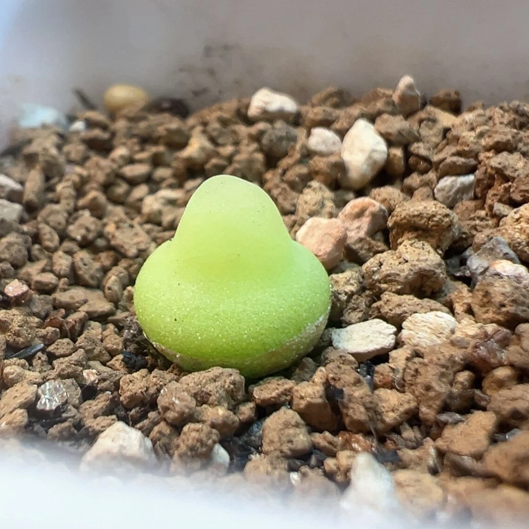 明***36多肉植物百科知识