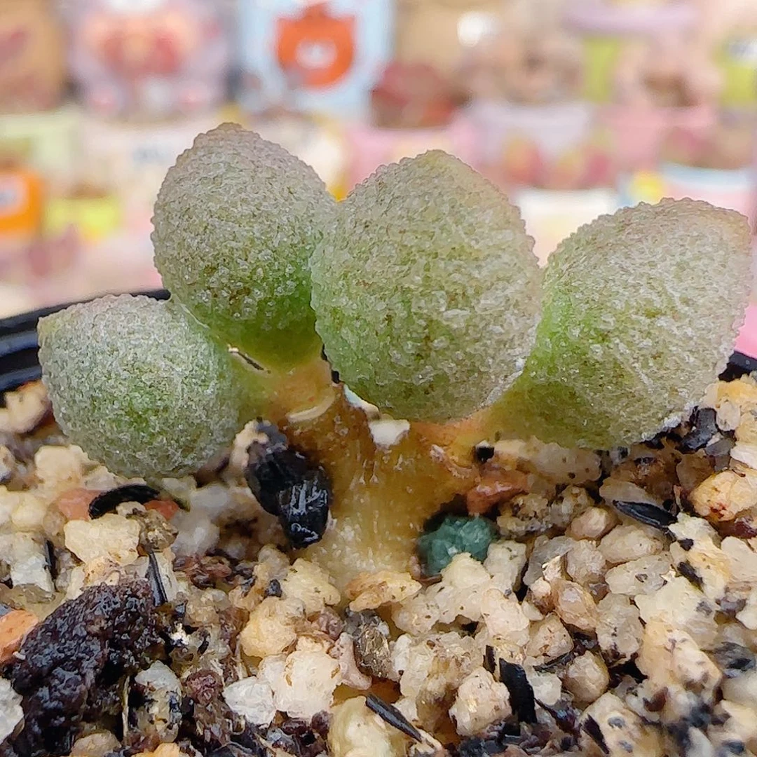 树杈造型银之卵 盆口3cm