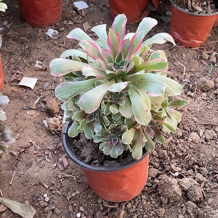 莲花玫瑰玫瑰玫瑰