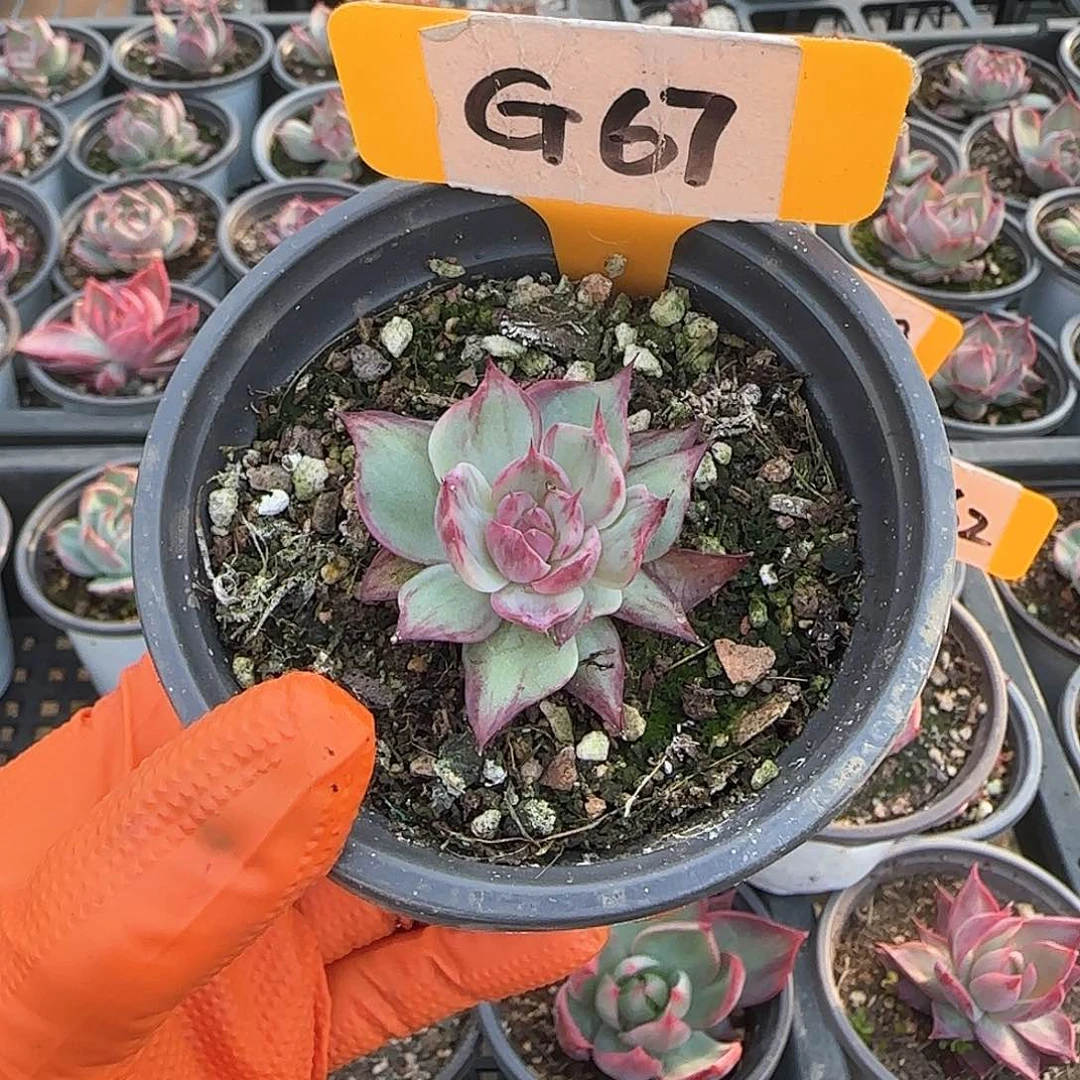 家G67惊鸿单头多肉