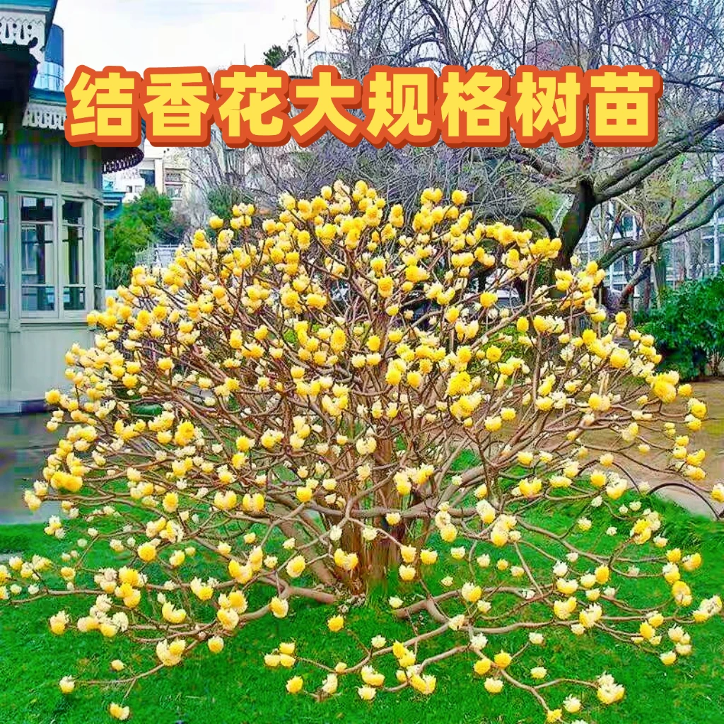 【大规格丛生结香花】阳台庭院闻香观花植物花苞多树形美观原土发货