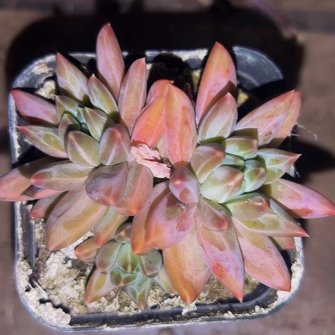 桔云多肉美人精品系列