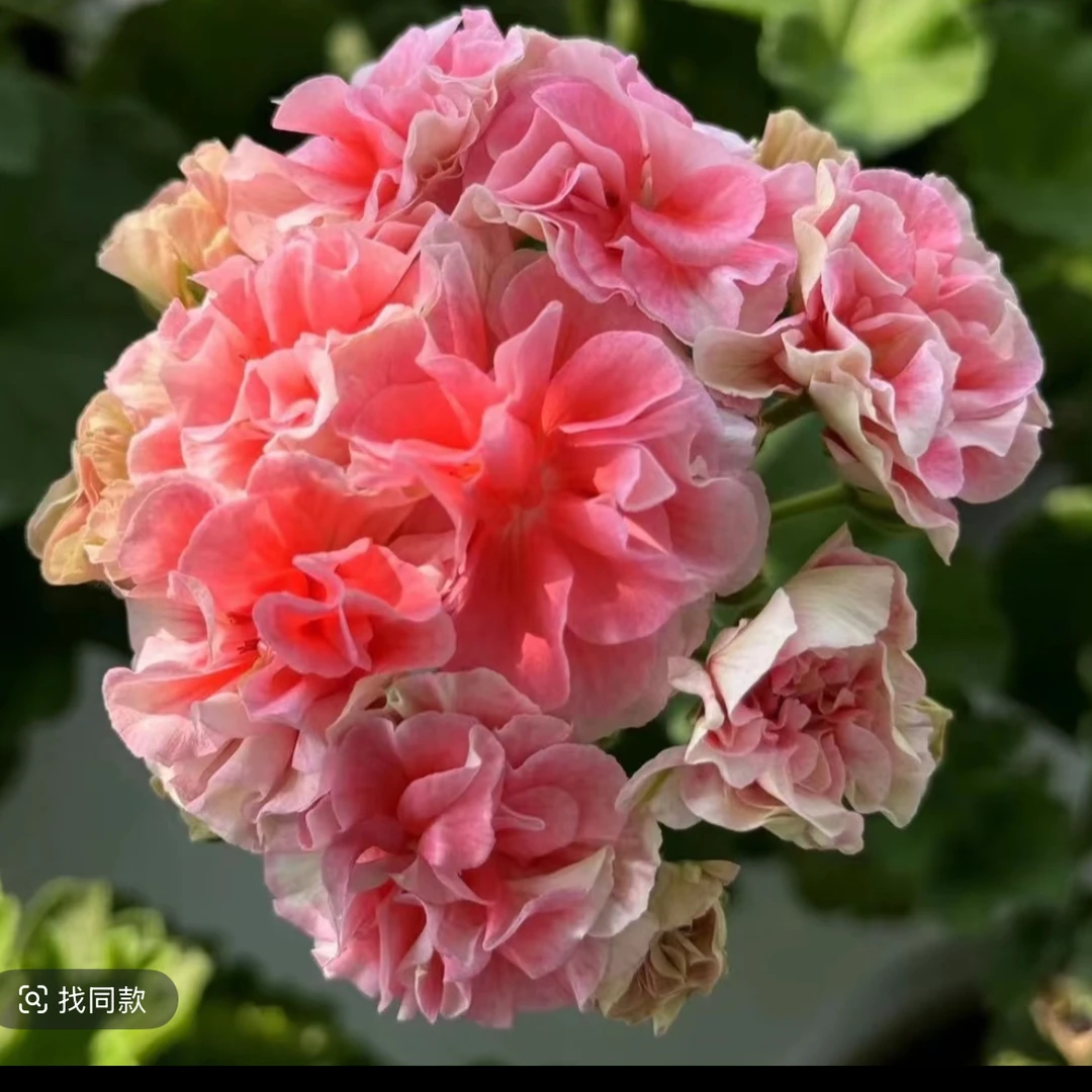 甜心麻薯—中苗发货包对版