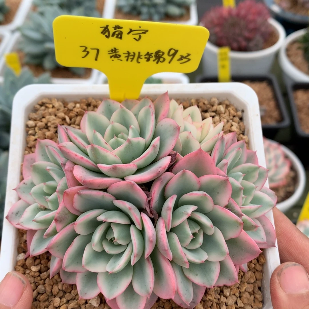 ****宁我们家漂亮的小姐姐们