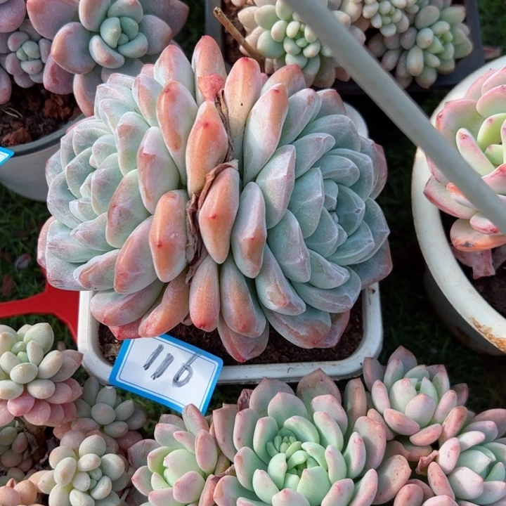 116冰玉平平安安健健康康