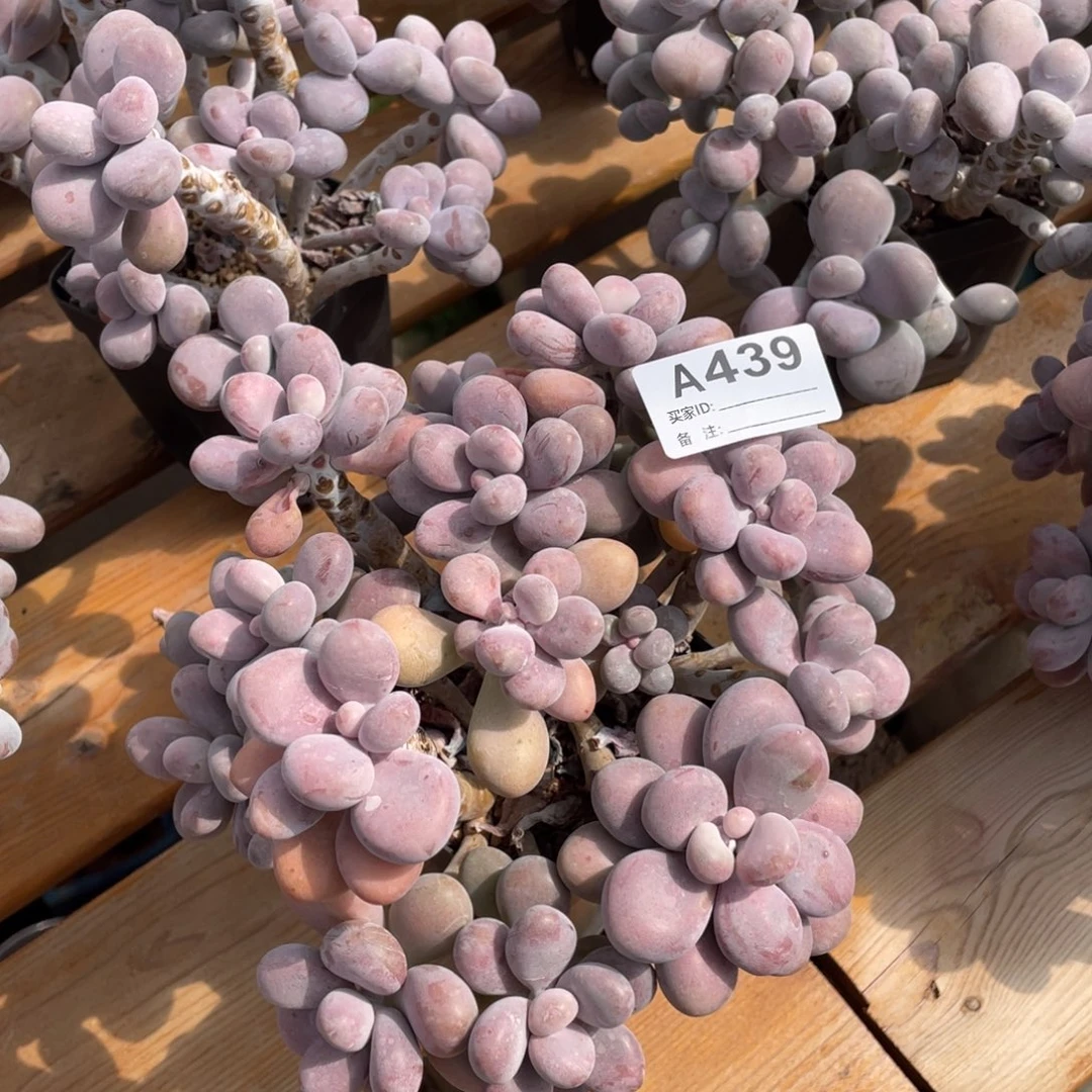 A439静好多肉园艺