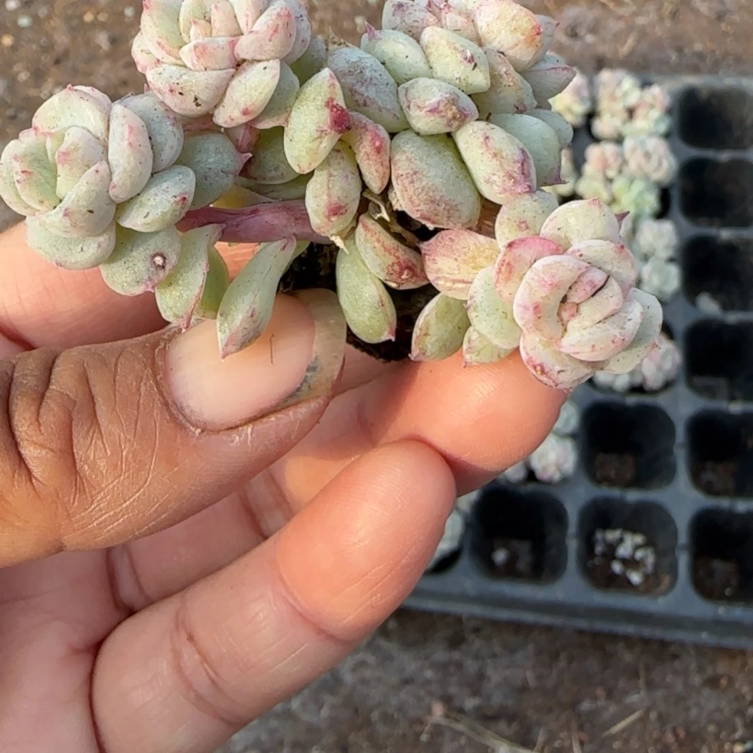 静***心多肉小卡拉米糖心一物一拍