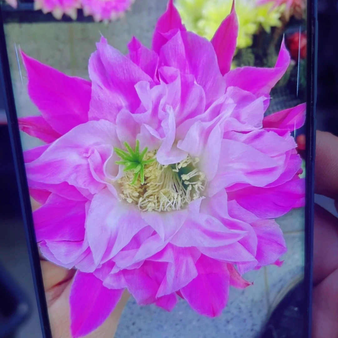 下26彩草160 歪无根侧芽4公分左右20包邮