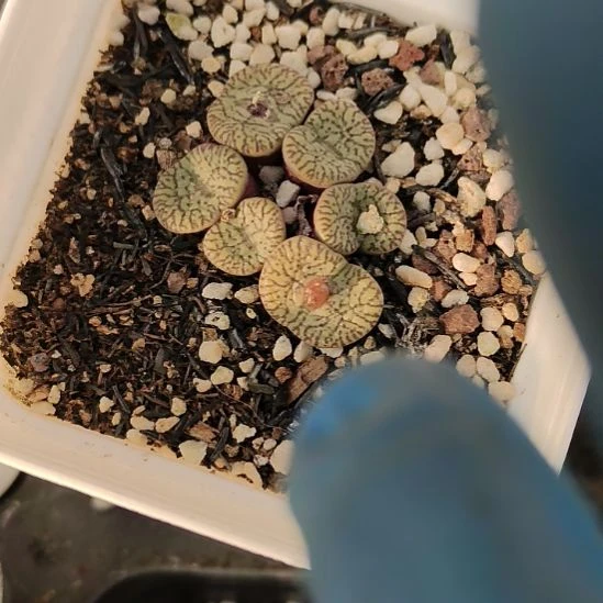 密纹安贞多肉植物哈哈哈哈