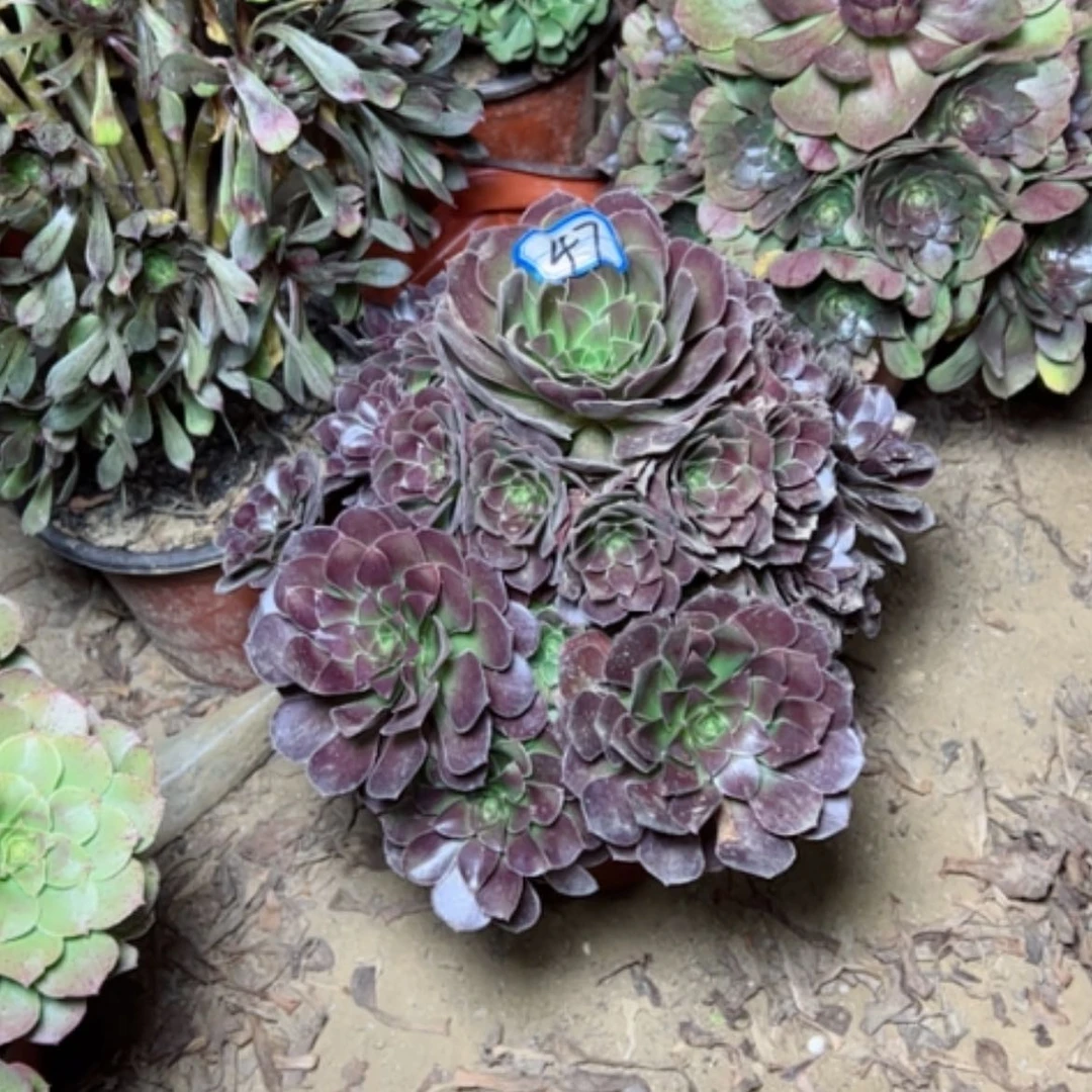 【闪购商品】何兰47