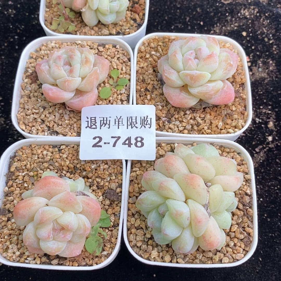 92-748多肉多肉多肉多肉多肉多肉