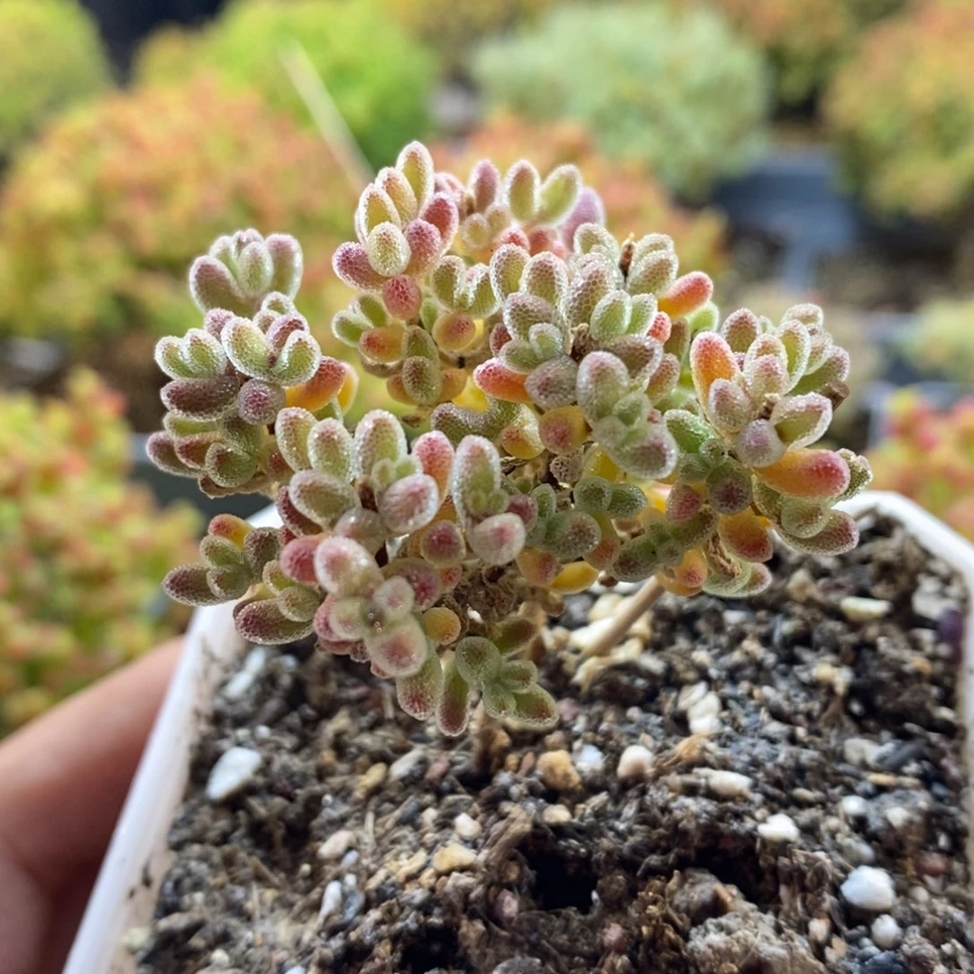 是***.468后优选冰晶枝干多肉