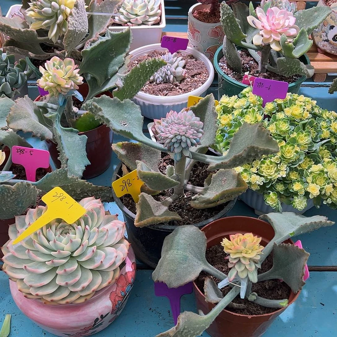 包*抠大转盘转一次，不退不换