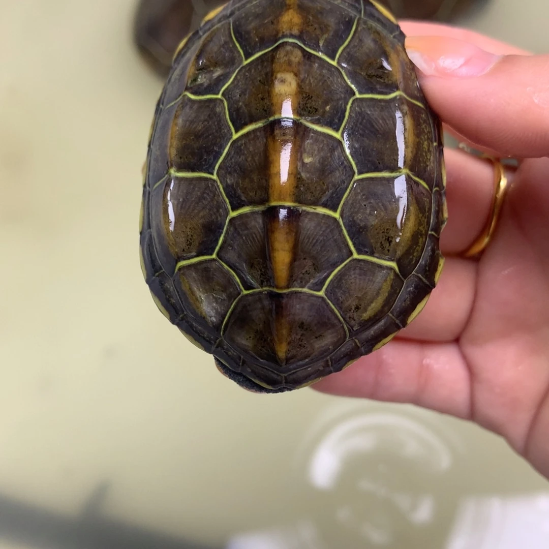 绿毛龟母中华草龟不分公母