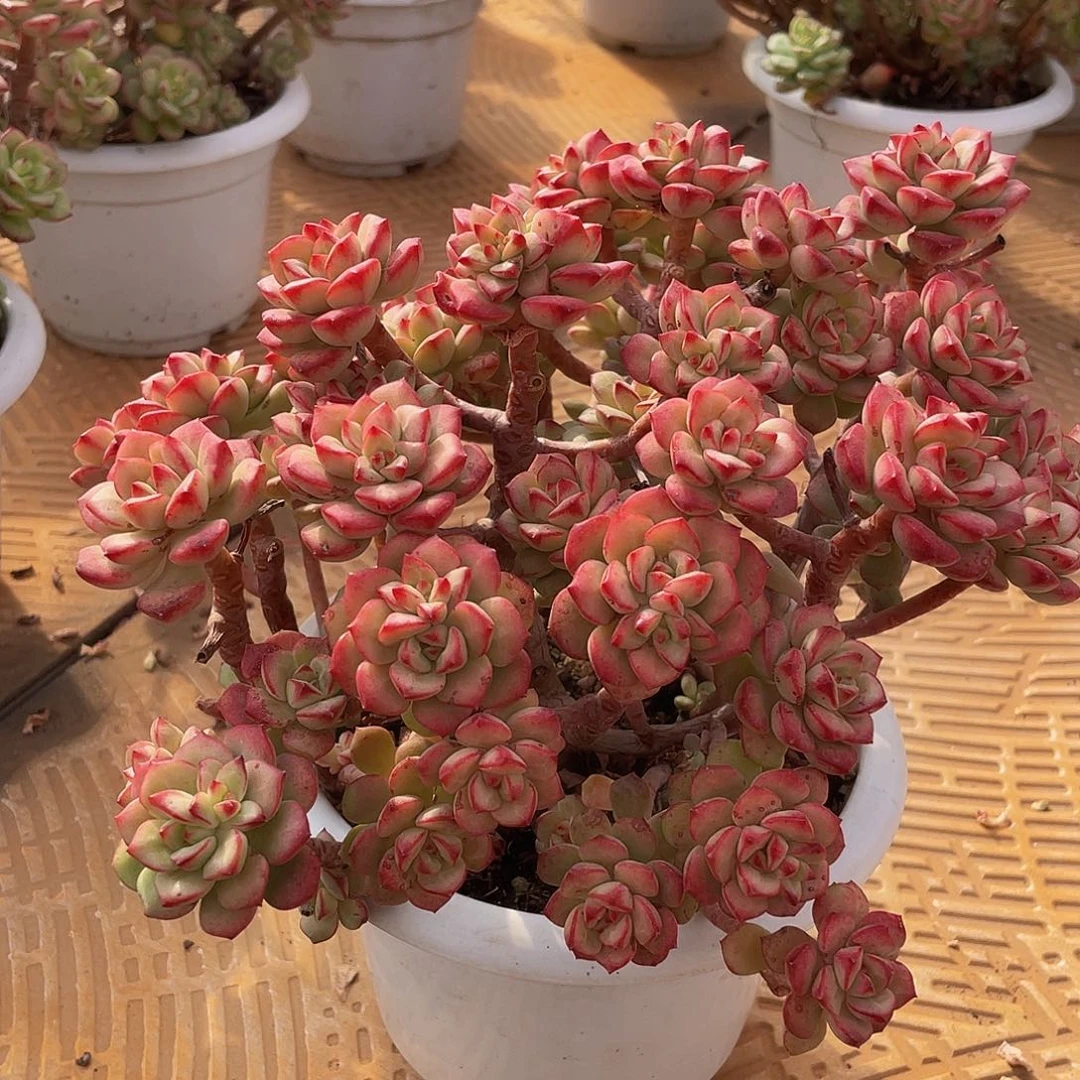 探戈多肉多肉多肉