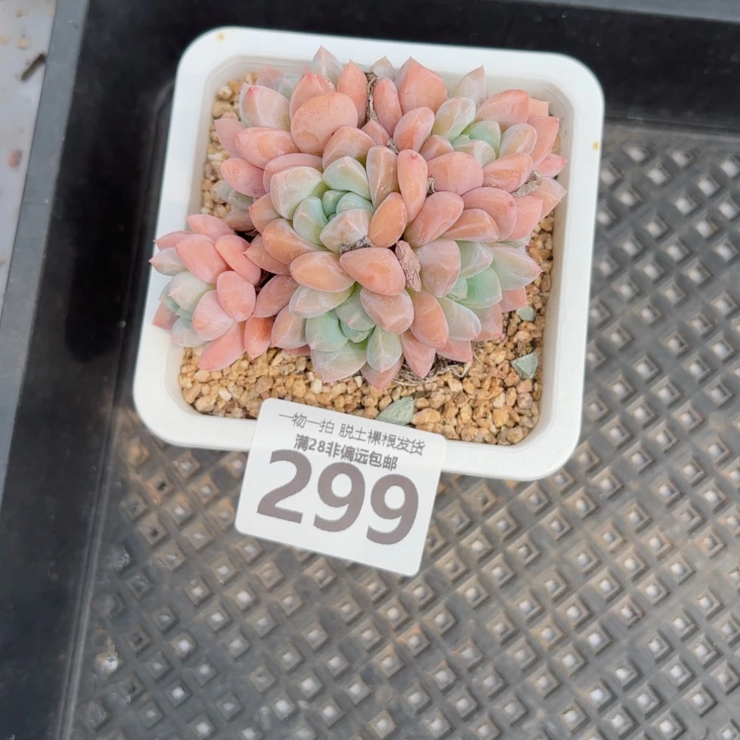 芙丽朵老桩无盆土发货