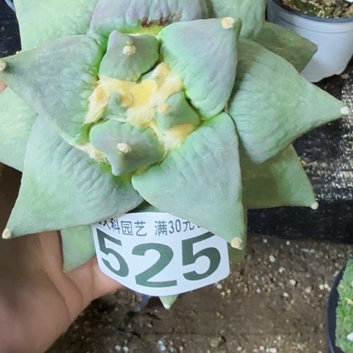 晨***夕无花朵福利实生大青瓷525