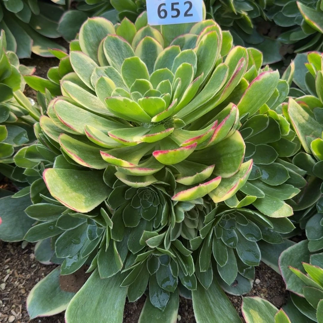 652青樱。多肉植物