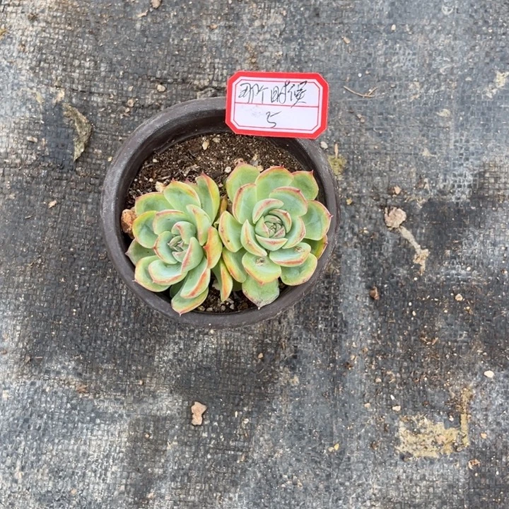 那***我侧影多肉植物，，，，，