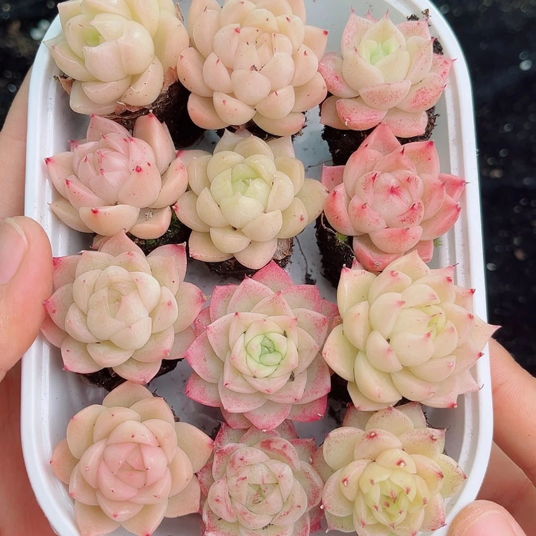 1-462  新疆西藏内蒙不发货 零下不拍保温箱不包损