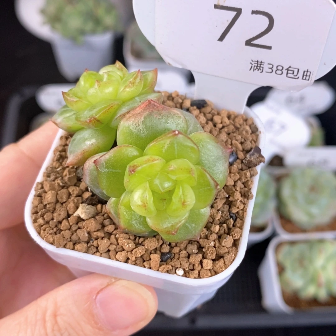 双头珍妮福利一颗72号