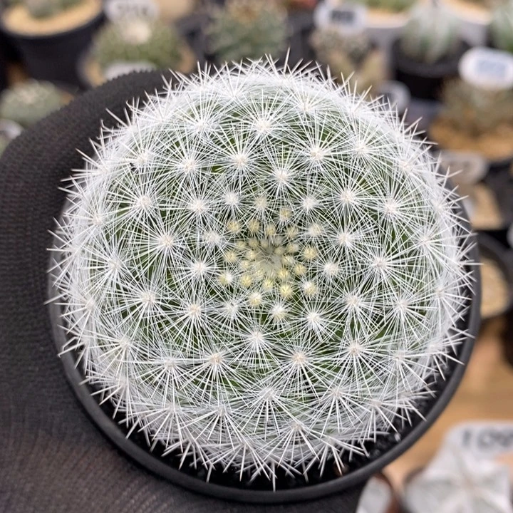 大单头满月332号7cm