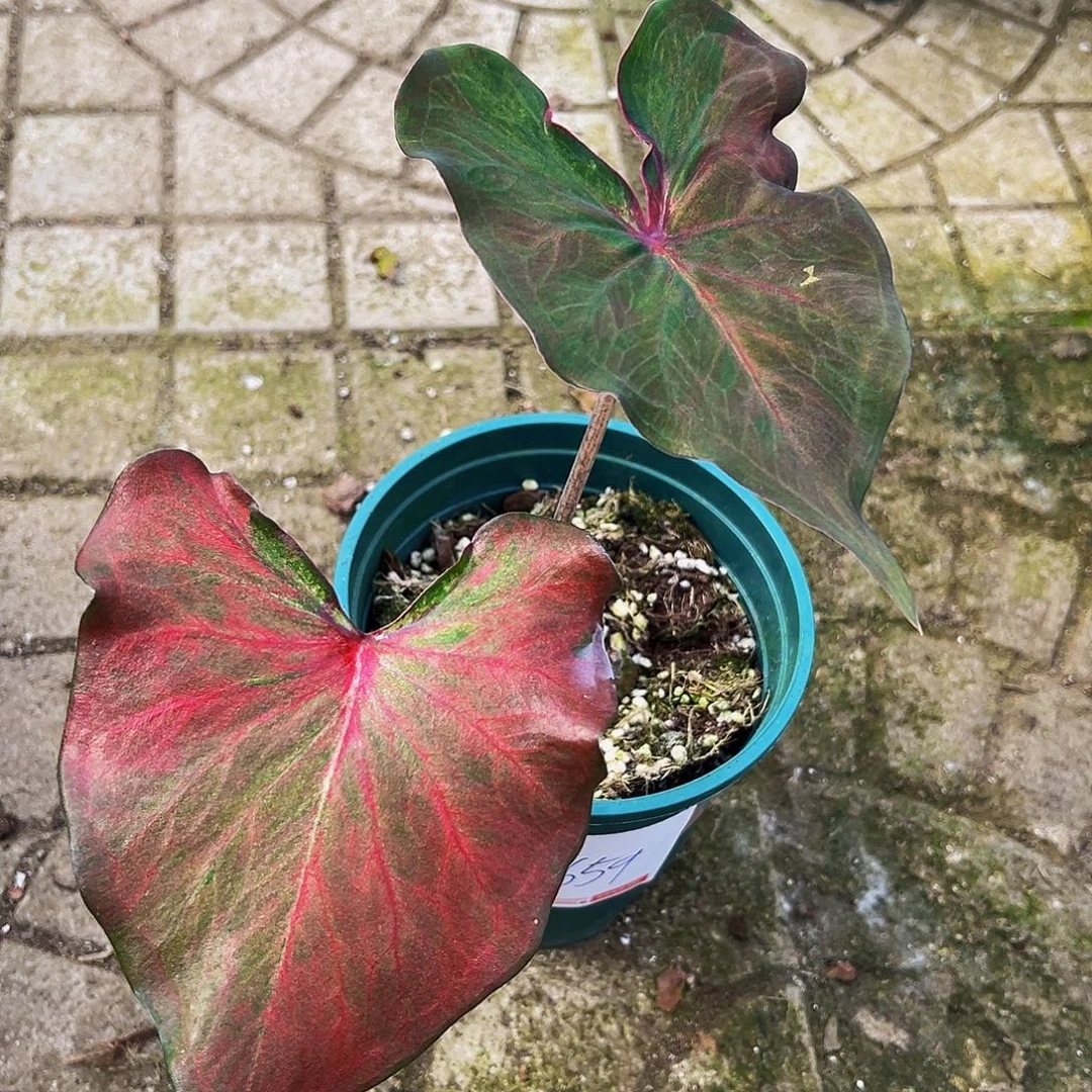 七***一完全开放一物一拍8659