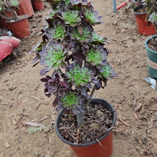 黑法师加急发货38