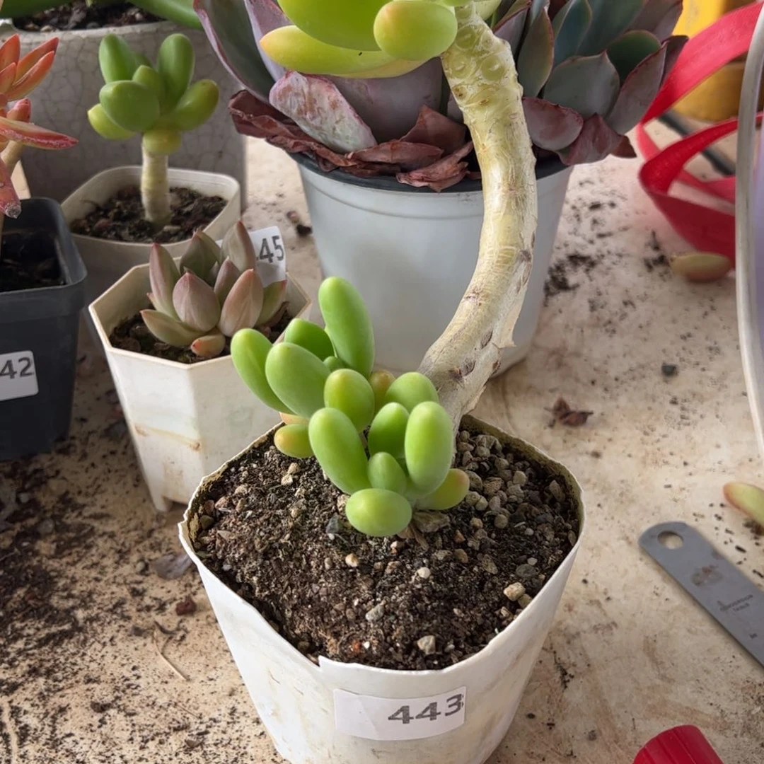 【闪购商品】西**y金蟾。443。111111111111