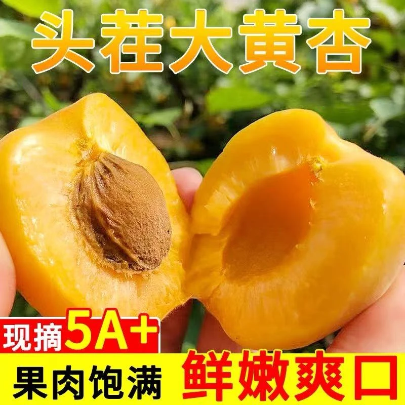 甜杏子新鲜山西运城大黄杏酸甜脆杏子应季水果孕妇当季时令整箱