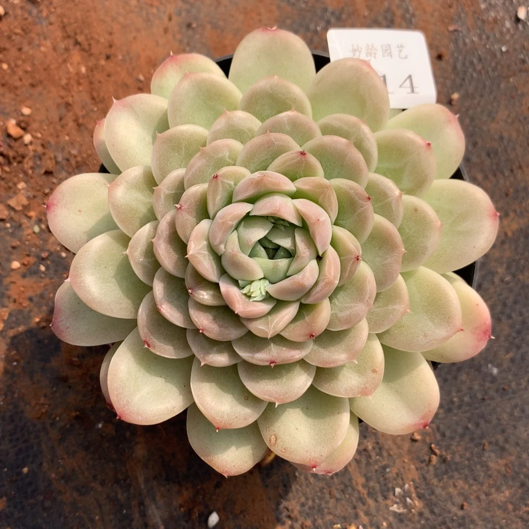 314新年快乐发发发