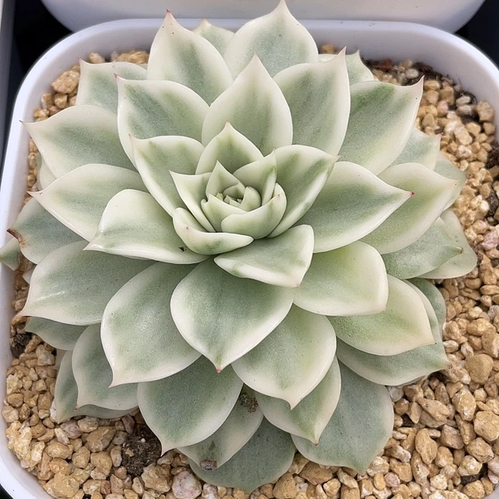 超白麦秆锦。锦龙一物一拍