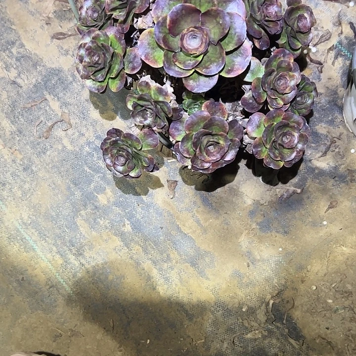 不包侧枝一物一拍46