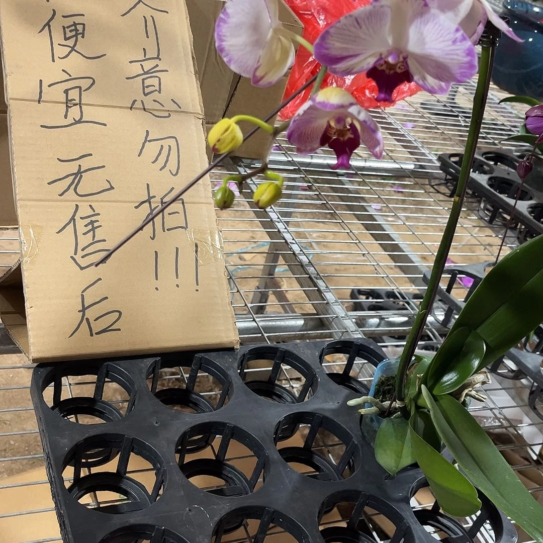 小***拳完全开放蝴蝶兰1个 水蜜桃 不售后